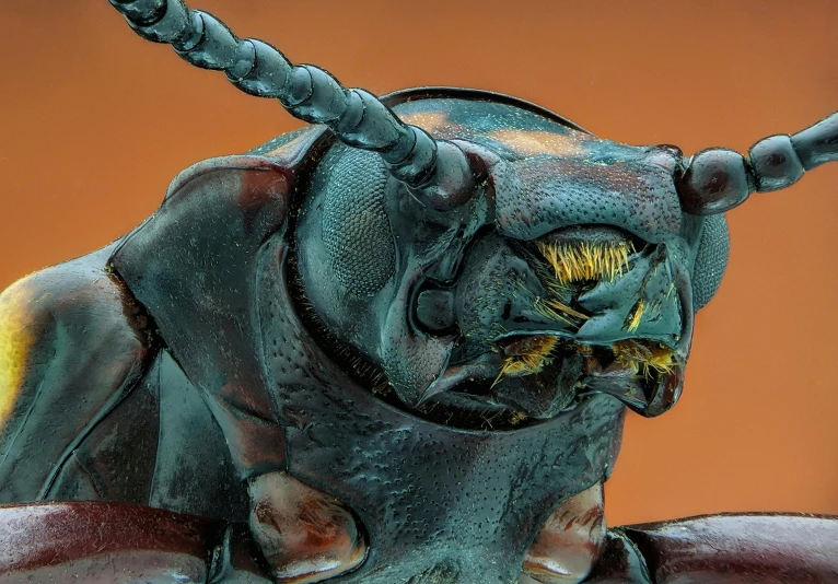 a close up of a bug on a red surface, featured on zbrush central, photorealism, monstrous animal statues, copper patina, high-quality photo, horned