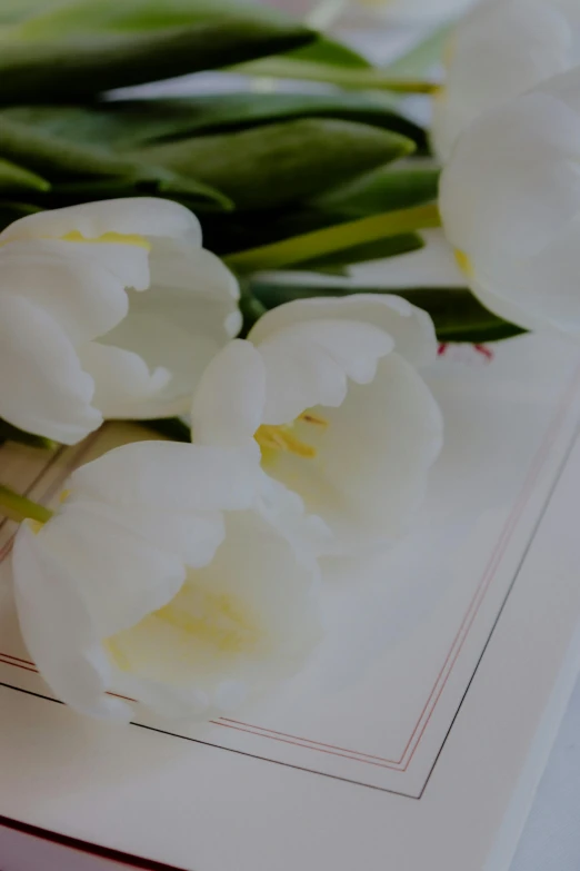 a bouquet of white tulips sitting on top of a book, zoomed in, displayed, traditional medium, sleek design