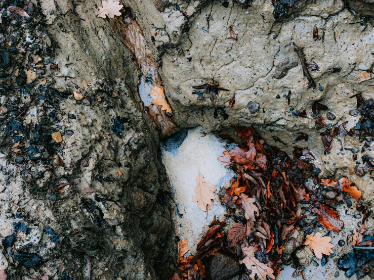 a fire hydrant sitting on the side of a road, a photo, inspired by Elsa Bleda, land art, tree bark texture, background image, bones lying on the ground, thumbnail