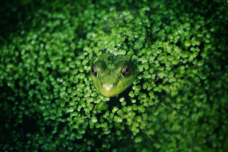 a frog sitting on top of a green plant, facing the camera, shot on hasselblad, fujifilm”