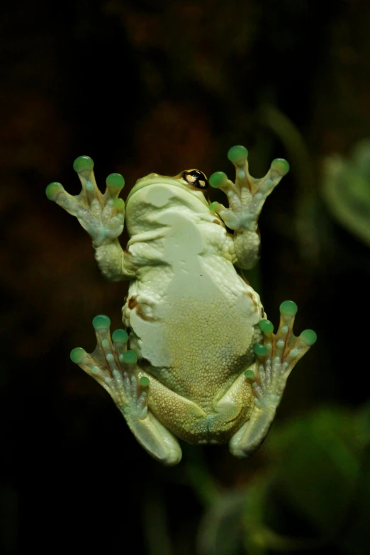 a frog that is sitting on a branch, featured on reddit, pearlescent skin, with arms up, protophyta, albino mystic