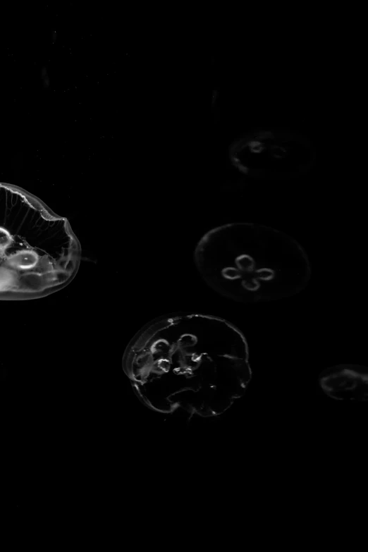 a group of jellyfish floating in the water, a black and white photo, by Shinji Aramaki, unsplash, conceptual art, black backround. inkscape, full of glass. cgsociety, 4 k film still, ✨🕌🌙