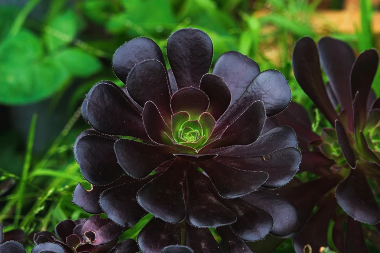 a close up of a plant with purple flowers, all black matte product, black lotus, ornamental halo, black and terracotta