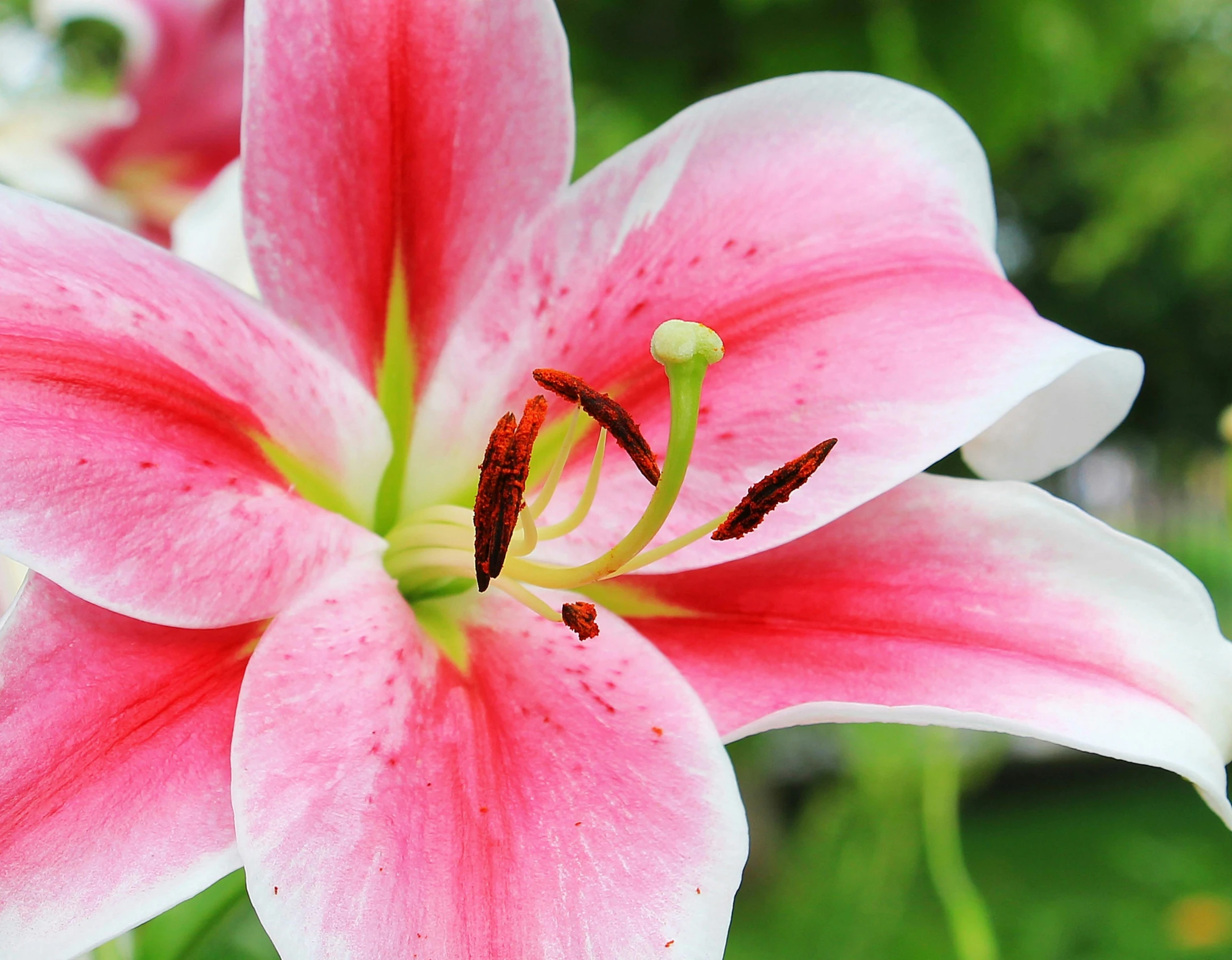 a close up of a pink and white flower, pexels, hurufiyya, lily flower, bright sunshine, stargazer, full device