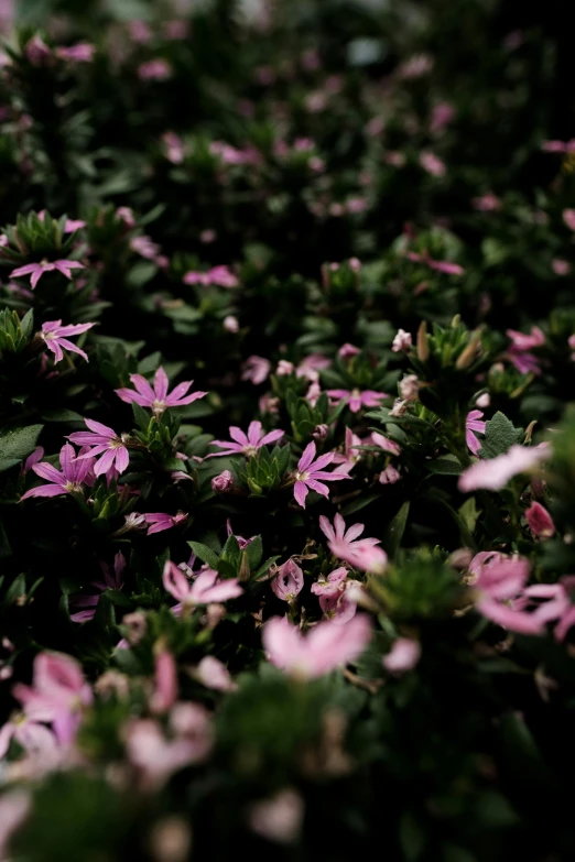 a bunch of pink flowers sitting on top of a lush green field, by Jacob Toorenvliet, violet ants, against dark background, color photograph, loosely cropped