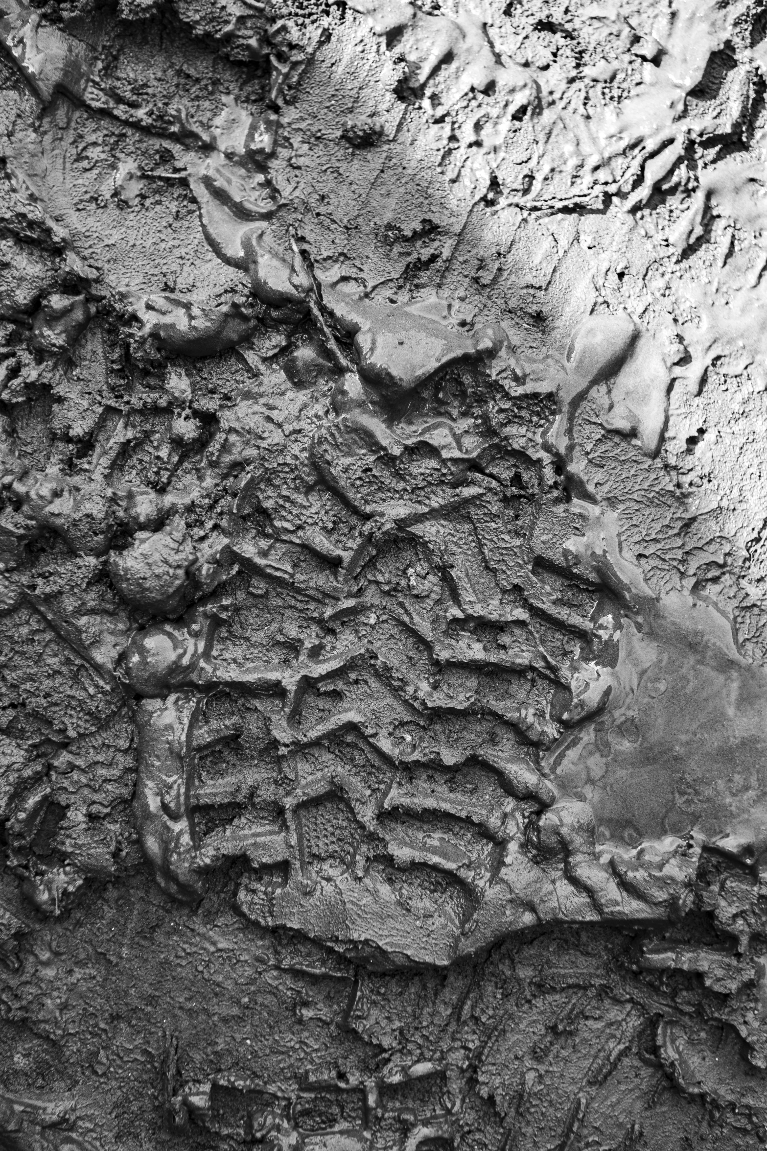 a black and white photo of a tree trunk, a microscopic photo, flickr, lots of mud puddles and craters, made of rubber, ƒ/3.5, wall structure