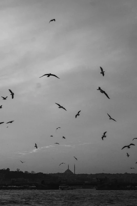 a flock of birds flying over a body of water, a black and white photo, by Ismail Acar, istanbul, sky!!!, 4k', :: morning