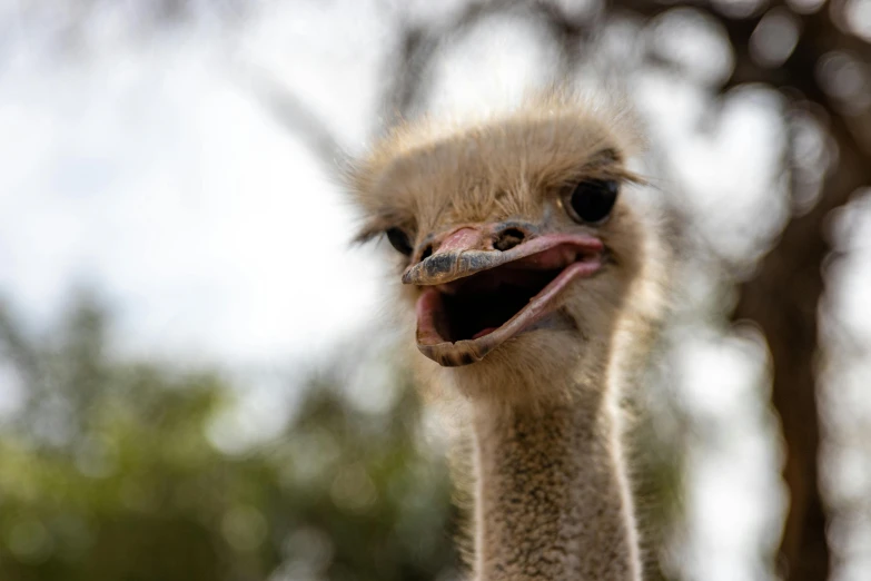 a close up of an ostrich with its mouth open, trending on pexels, australian, a still of a happy, pale - skinned, an angry