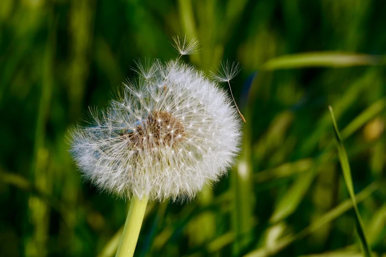 a close up of a dandelion in the grass, pexels, hurufiyya, feathery fluff, macro photography 8k, 2022 photograph, high winds