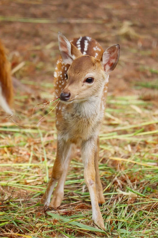 a baby deer standing on top of a grass covered field, facing the camera