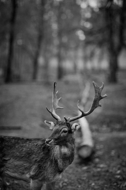 a black and white photo of a deer in the woods, a black and white photo, unsplash, realism, portrait!!!, red horns, relaxing after a hard day, portrait of forest gog