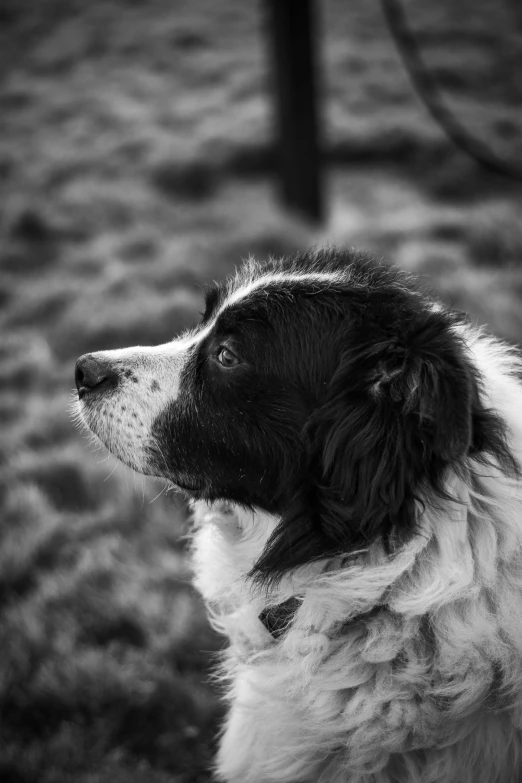 a black and white photo of a dog, flickr, in a graveyard, dof and bokeh, pretty face, so come on