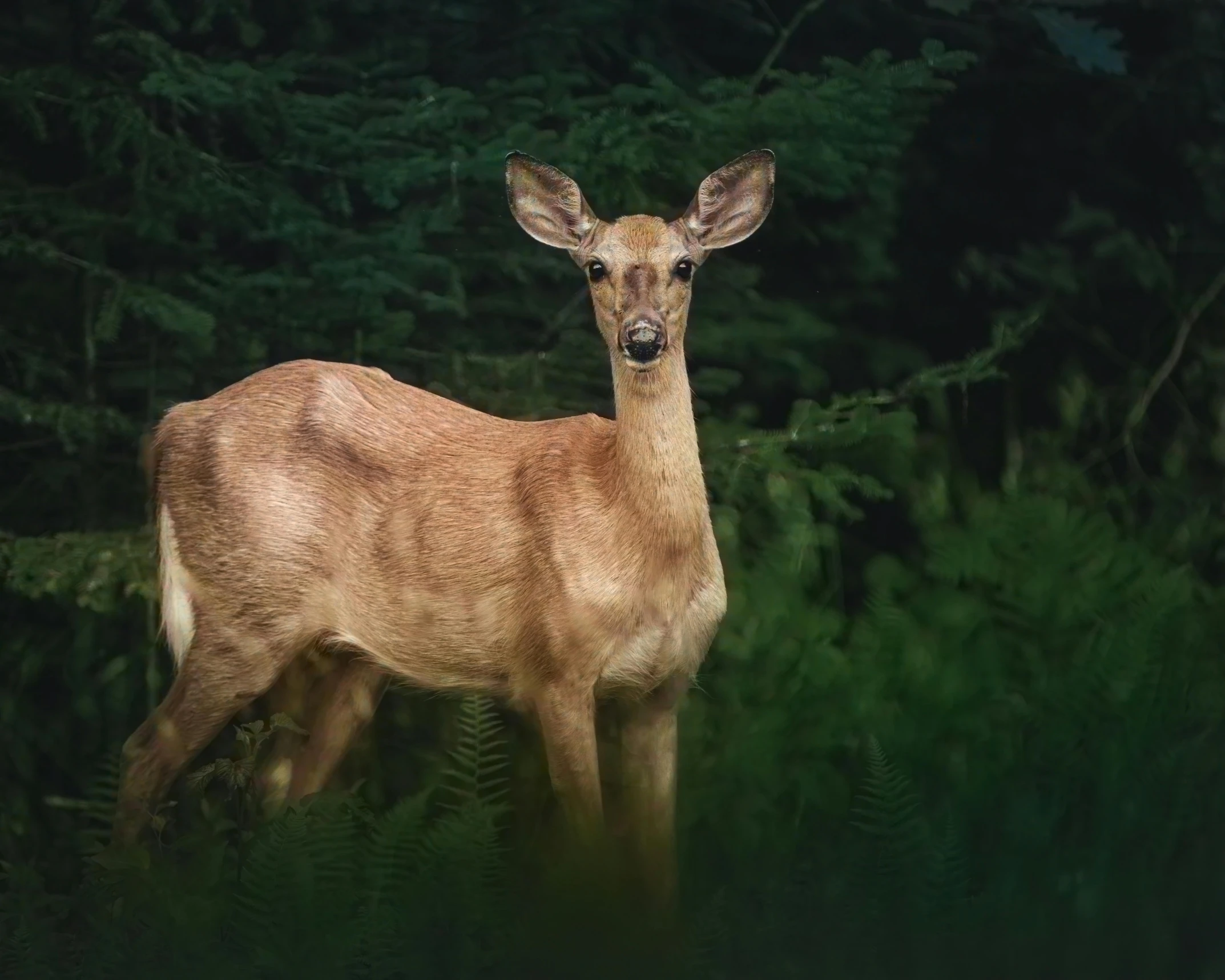 a deer that is standing in the grass, standing on a forest