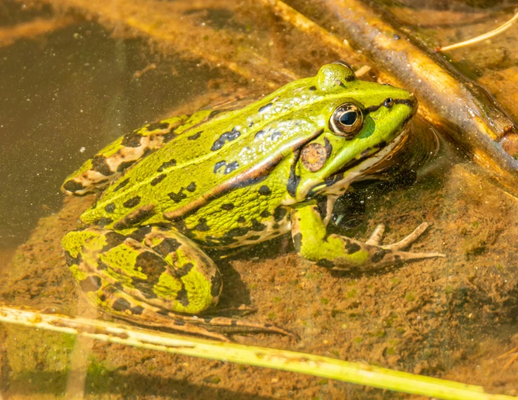 a frog that is sitting in some water, by Robert Brackman, pexels, renaissance, green slime, male and female, hunting, mixed animal