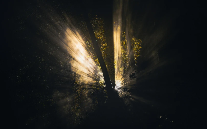 the sun shines through the trees in the dark, by Sebastian Spreng, unsplash contest winner, light and space, spores floating in the air, drone photo, dramatic lighting - n 9, gold sparks