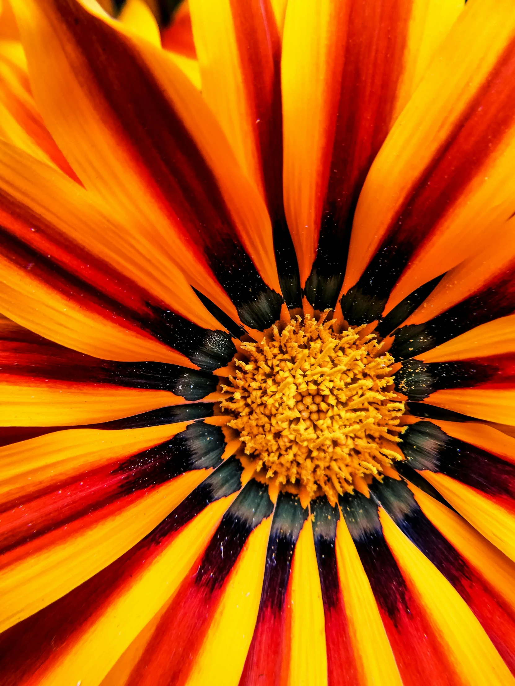 a close up of a yellow and red flower, by Jan Rustem, up close image, bright internal glow, black and orange colour palette, very sharp and detailed image