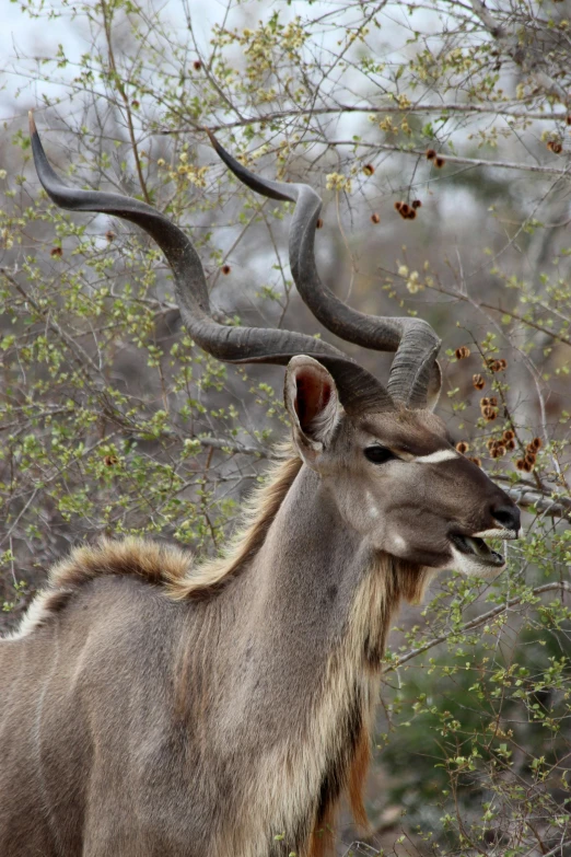 a large antelope standing on top of a lush green field, branches growing as hair, ridiculously handsome, african sybil