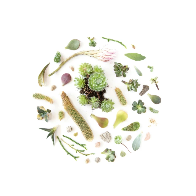 various types of succulents arranged in a circle, by Lisa Milroy, detailed product image, forest floor, white, with small object details