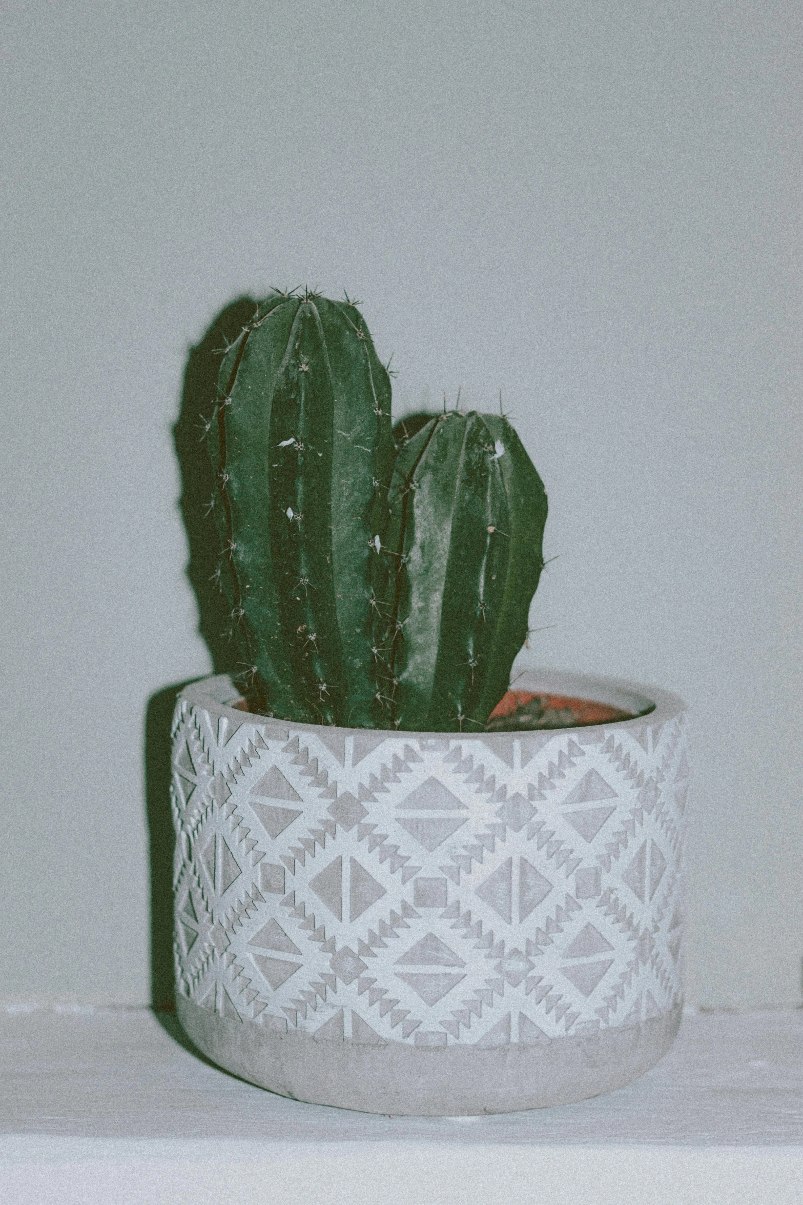 a close up of a cactus in a pot on a shelf, inspired by Elsa Bleda, trending on pexels, photorealism, made of cement, patterned, white, detailed product image