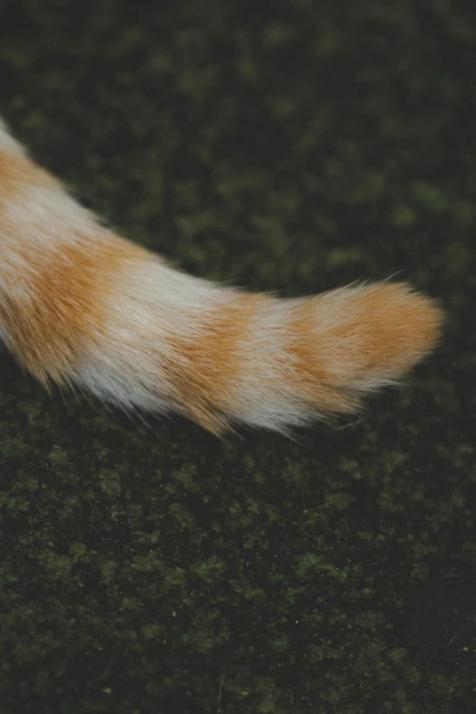 a close up of a cat's tail on a carpet, a macro photograph, unsplash, hyperrealistic, paws, digital image, tail fin