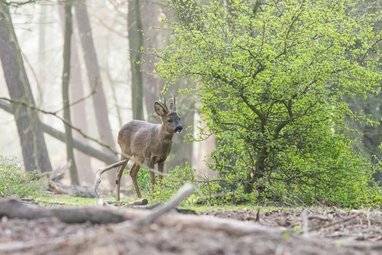 a deer standing in the middle of a forest, a picture, by Jan Tengnagel, loish van baarle, spring early, photostock, hunting