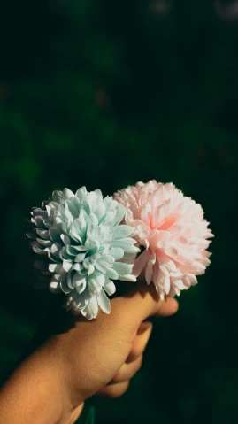 a person holding a bunch of flowers in their hand, a colorized photo, unsplash, made of cotton candy, chrysanthemum eos-1d, instagram picture, hyperdetailed photo