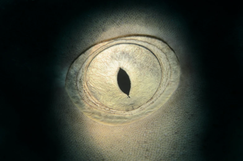 a close up view of a fish's eye, a microscopic photo, by Alison Geissler, photorealism, shark face, poorly lit, anaconda, round black eye pupils