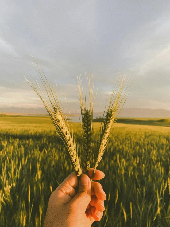 a hand holding a stalk of wheat in a field, pexels contest winner, land art, holding a 🛡 and an 🪓, product introduction photo, lush farm lands, holding trident