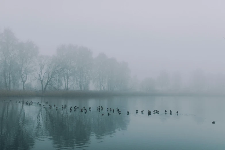 a flock of birds floating on top of a lake, inspired by Elsa Bleda, pexels contest winner, minimalism, foggy day outside, old photo of a creepy landscape, parks and lakes, grey