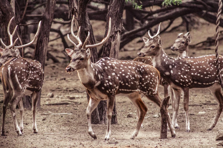 a herd of deer standing next to each other in a forest, pexels contest winner, khajuraho, fan favorite, vintage photo, dappled