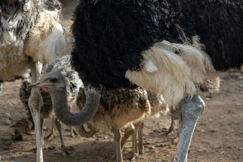 a couple of ostriches standing next to each other, by Jan Tengnagel, trending on unsplash, hurufiyya, closeup at the food, australian, high quality photo, fur with mud