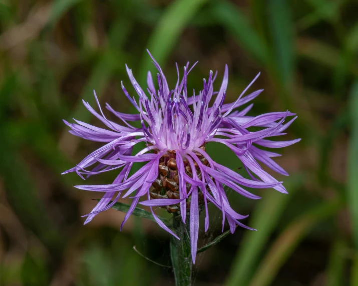 a close up of a purple flower in a field, by Jan Rustem, pexels, giant corn flower head, high angle shot, wild foliage, modeled