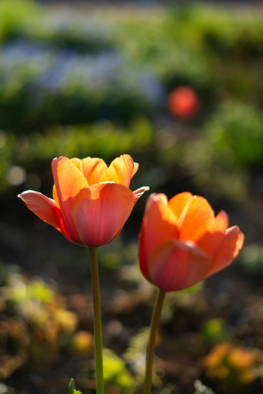 a close up of two orange flowers in a field, by David Simpson, tulip, afternoon sun, cottagecore flower garden, porcelain