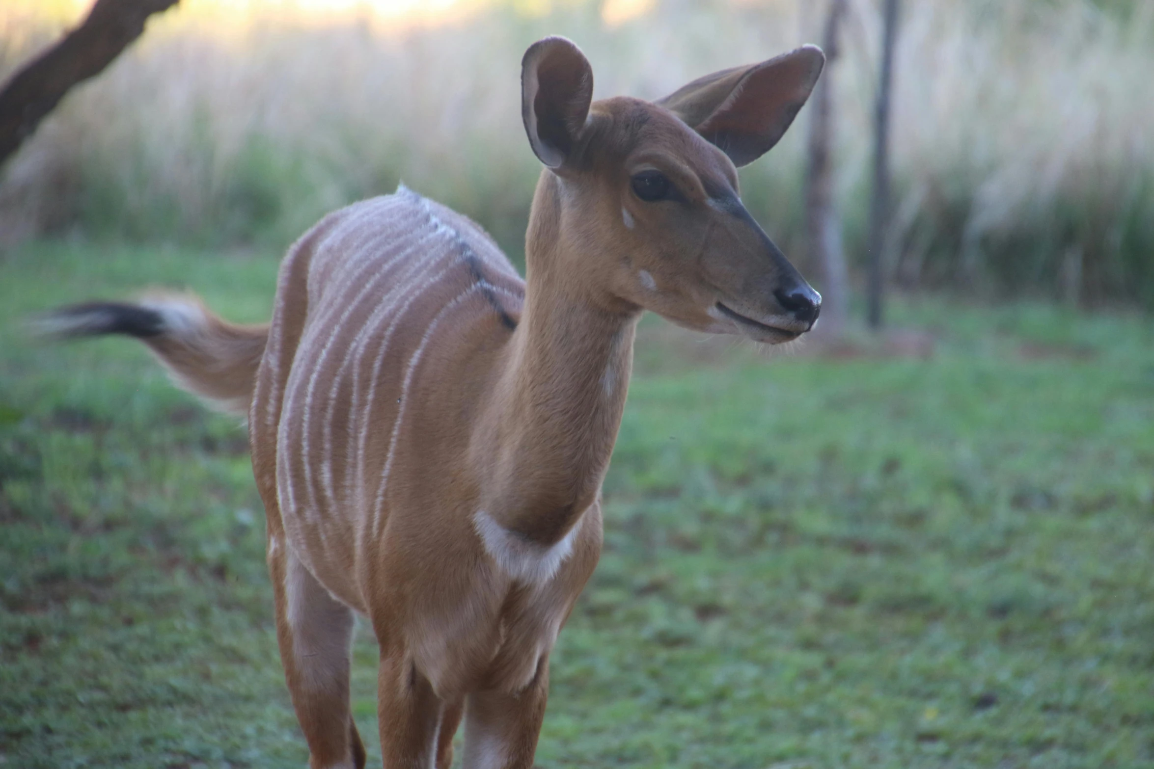 a small antelope standing on top of a lush green field, pexels contest winner, hurufiyya, pearlescent skin, tamborine, mid 2 0's female, a bald