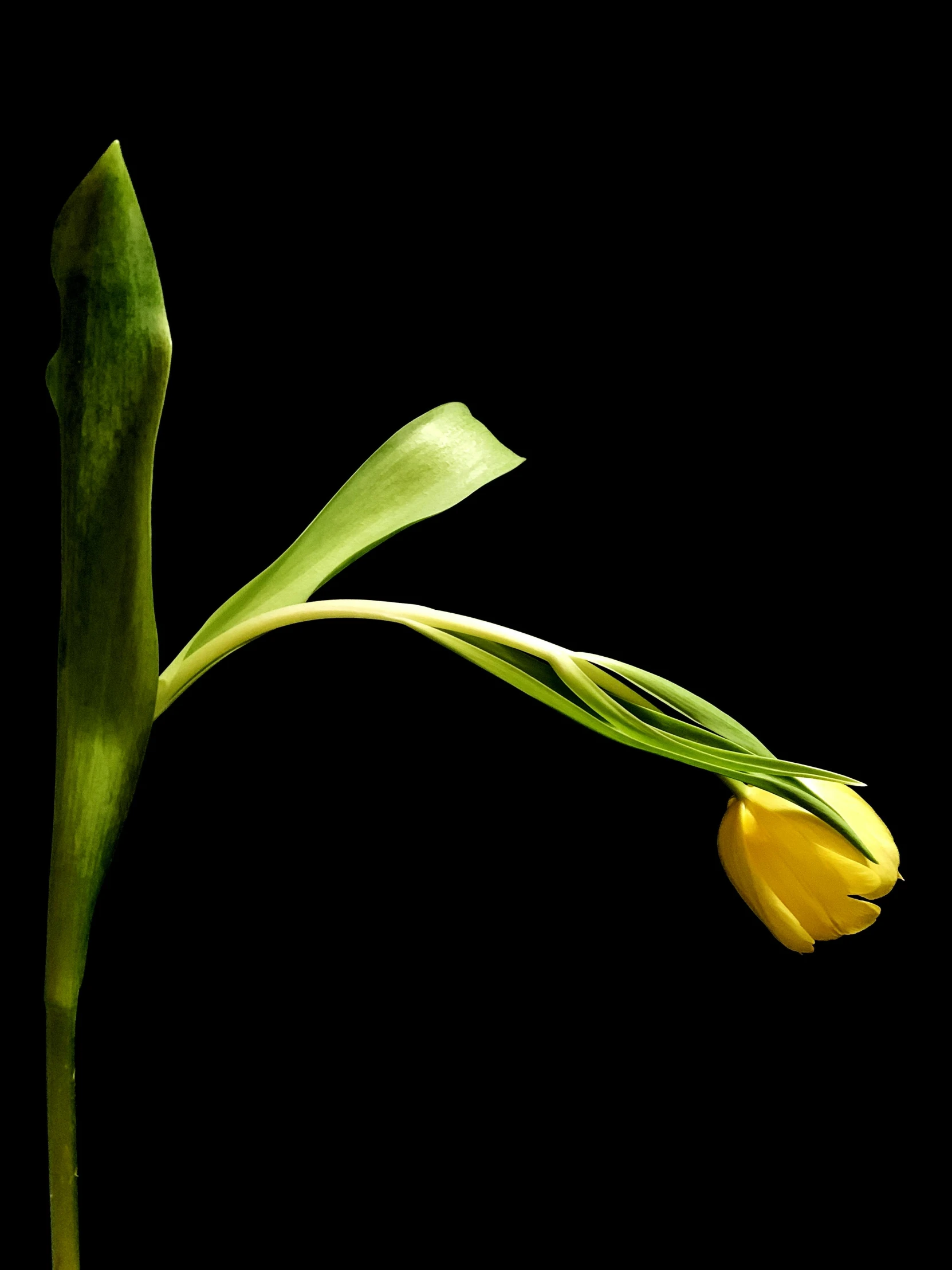 a single yellow flower on a stem against a black background, inspired by Robert Mapplethorpe, tulips, february), julia sarda, sprouting