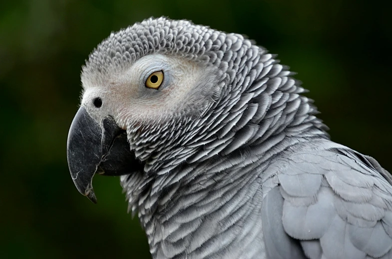 a close up of a parrot with a blurry background, a stipple, inspired by Robert Bateman, pexels contest winner, gray anthropomorphic, 2 years old, brazilian, solid grey