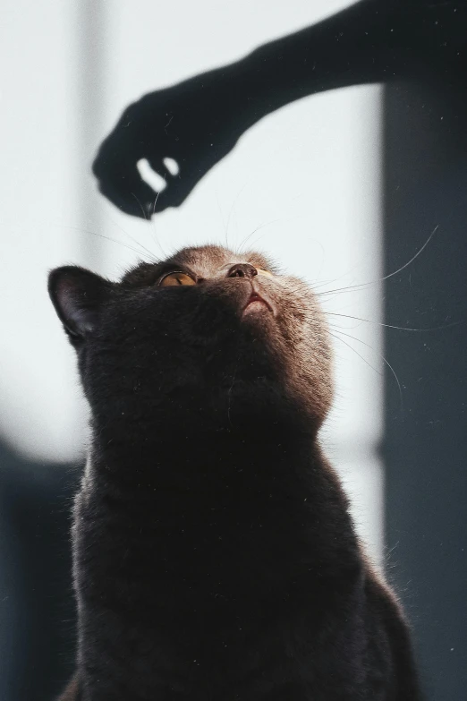 a close up of a cat near a person's hand, pexels contest winner, minimalism, dabbing, bottle, head looking up, black