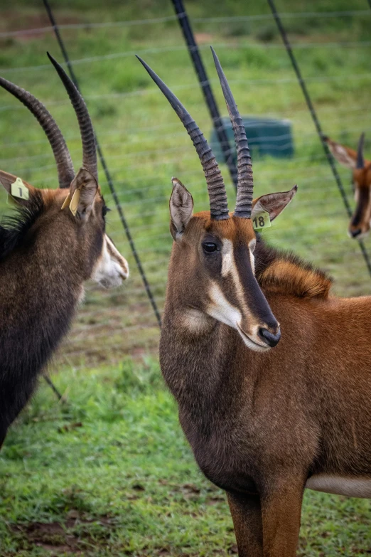 a herd of antelope standing on top of a lush green field, a portrait, pexels contest winner, renaissance, in the zoo exhibit, spiral horns!, three animals, a handsome