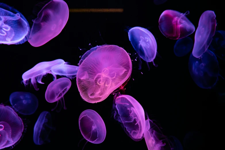 a group of jellyfishs floating in the water, by Adam Marczyński, unsplash, purple and pink and blue neons, neuroscience, 2022 photograph, slide show