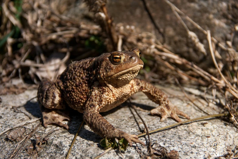 a toad that is sitting on a rock, a portrait, unsplash, renaissance, rocky roads, portait image