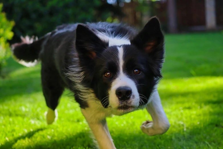 a black and white dog running across a lush green field, pexels contest winner, photorealism, aussie, lawns, good looking face, basil flying