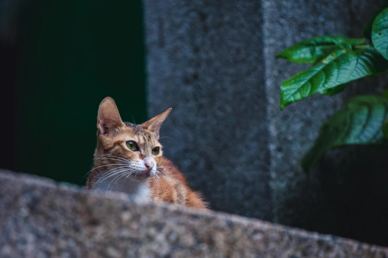 a cat sitting on top of a stone wall, unsplash, fan favorite, cat attacking tokyo, calmly conversing 8k, portrait mode photo