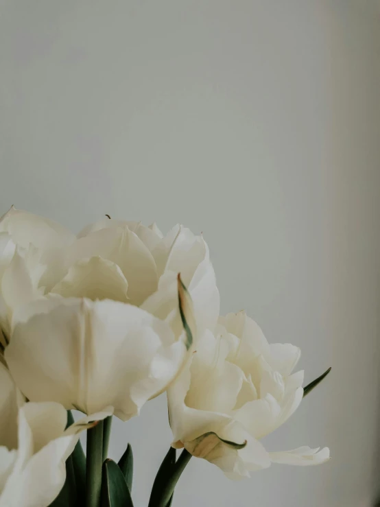 a vase filled with white flowers on top of a table, trending on unsplash, low quality photo, close - up studio photo, tulip, close-up product photo