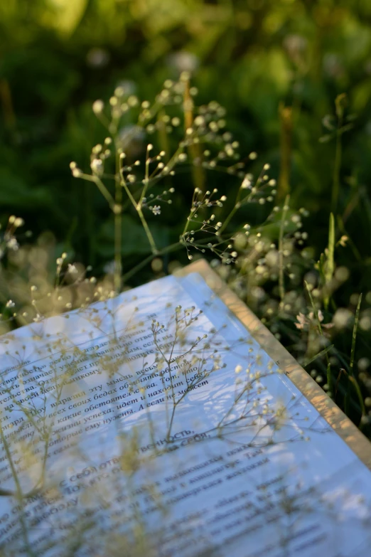 a book sitting on top of a lush green field, gypsophila, touches of gold leaf, fungal pages, backlit