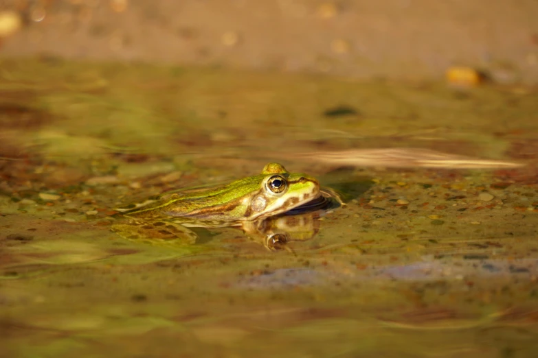 a frog that is sitting in some water, by Robert Brackman, pexels contest winner, gold and green, on ground, hunting, hd footage