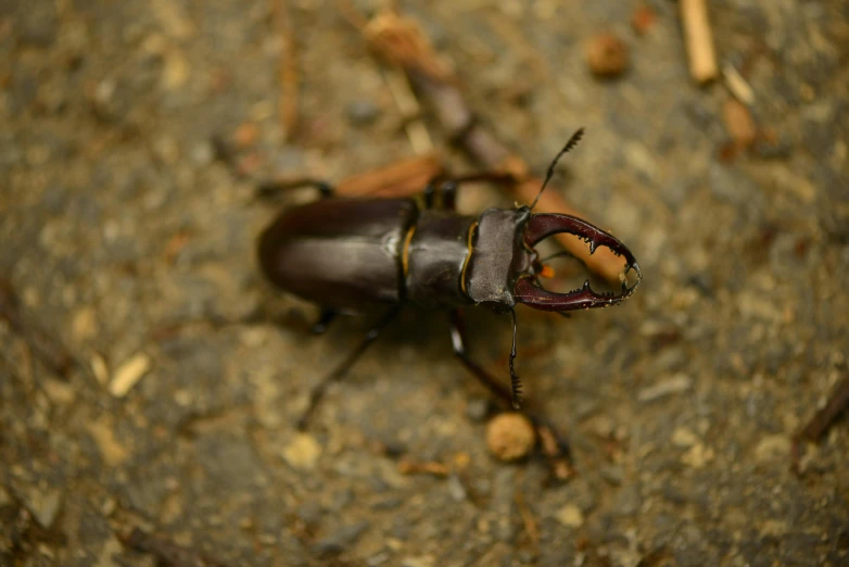a close up of a beetle on a rock, by Peter Churcher, unsplash, hurufiyya, john lennon as a stag beetle, avatar image, malaysian, thumbnail