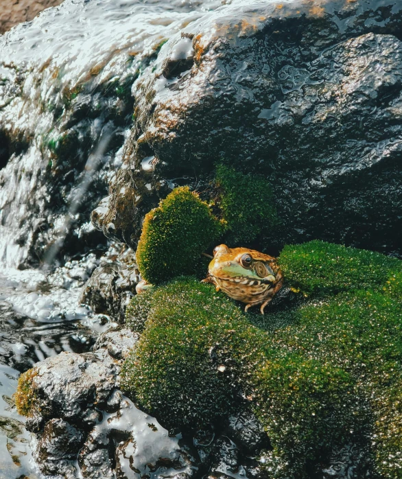 a frog sitting on top of a moss covered rock, an album cover, unsplash, water flow, kodak portra, low quality photo, brown