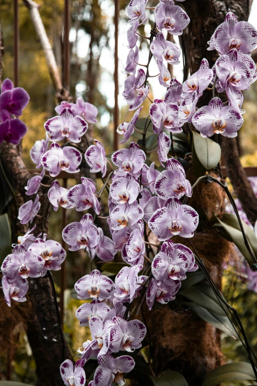 a bunch of purple flowers sitting on top of a tree, moth orchids, with intricate detail, in a row, glazed