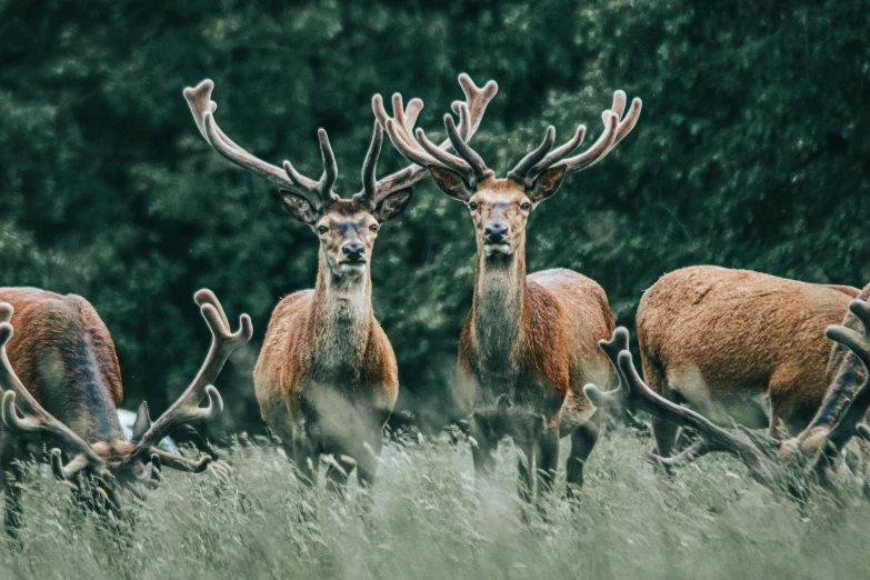 a herd of deer standing on top of a lush green field, pexels contest winner, renaissance, hunting trophies, looking at the camera, 🦩🪐🐞👩🏻🦳, royal photo