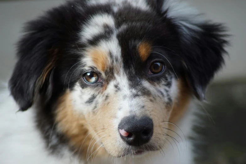 a close up of a dog looking at the camera, speckled, aussie, subtle detailing, puppy